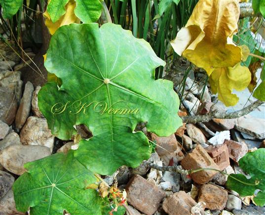  Leaf (Adaxial View)